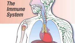 Immune system_2